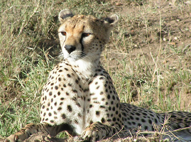 cheetah.grossman