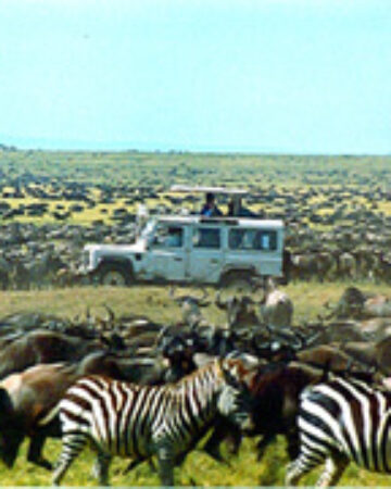 cropped-migration.wildebeest.jpg