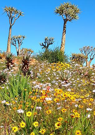 Cape Town – Africa Flowers – EWT911 – by Jim Heck – 40253656_10161150450595352_8814928506795327488_n