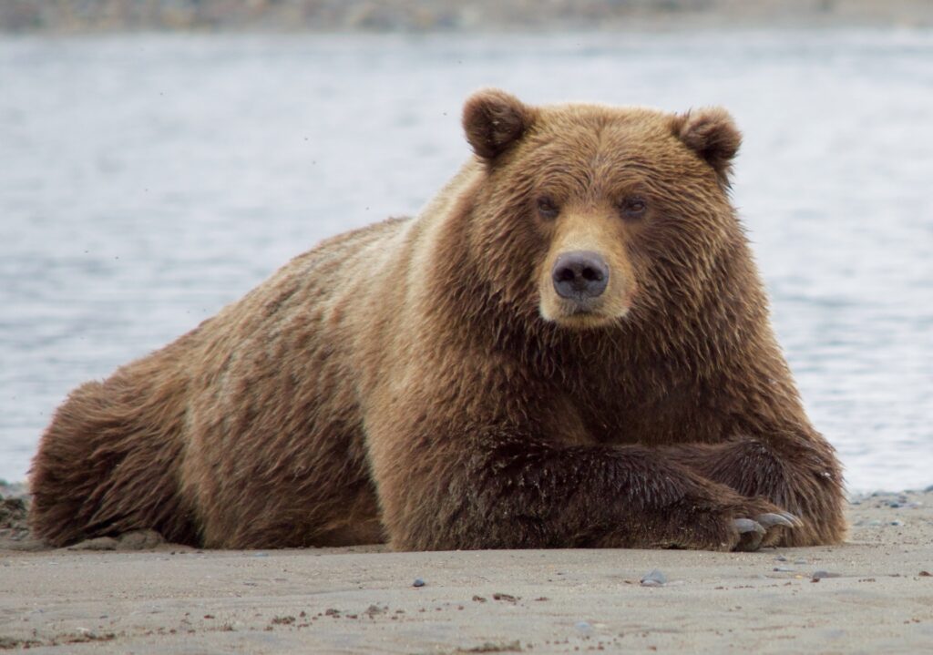 Brown Bear – by Jean Beaufort – Public Domain – www-publicdomainpictures-net – brown-bear-1504708649cqE