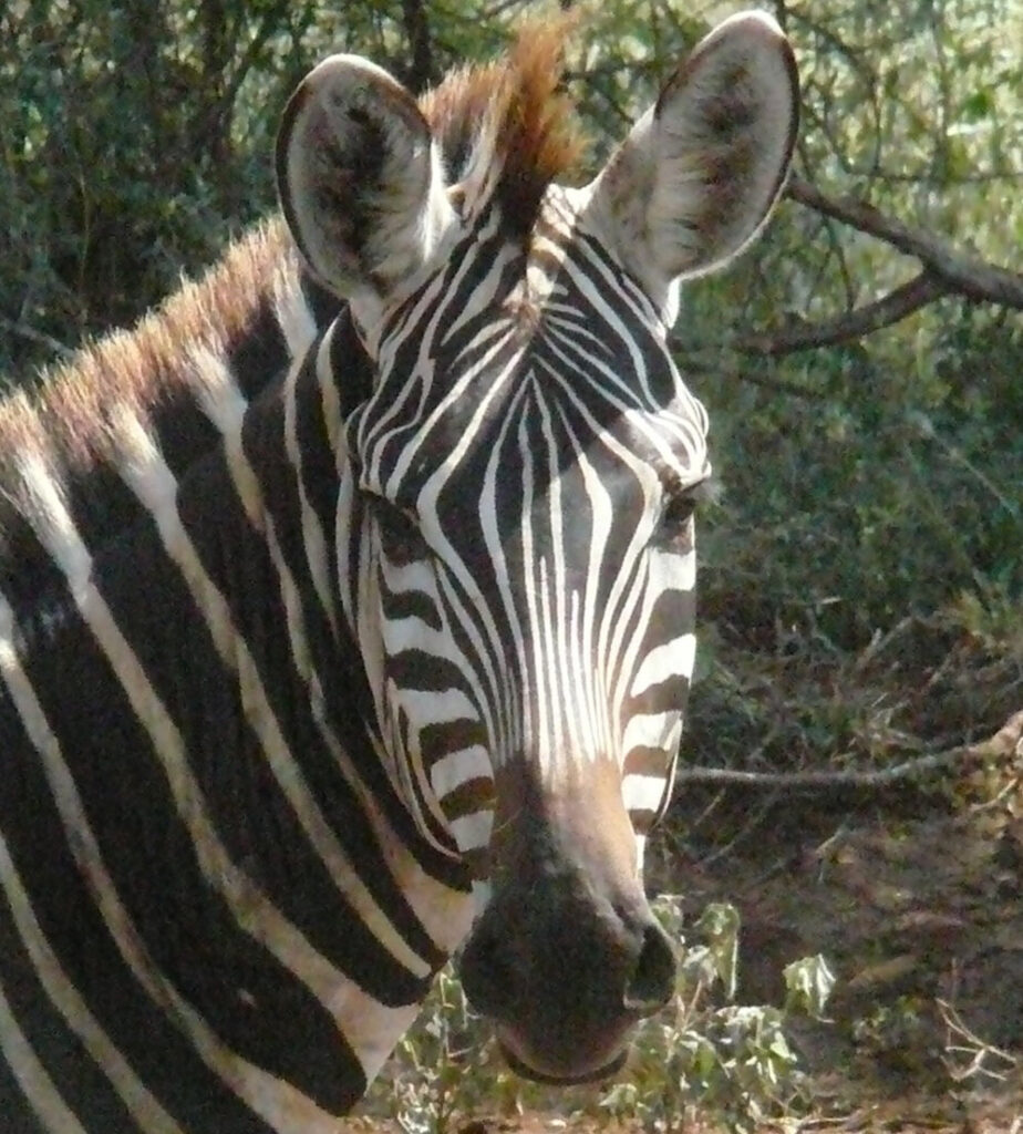 zebra portrait.Dena.435.Apr07