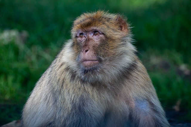 Barbary Macaque – Morocco – Free image from www-pixabay-com by TheOtherKev – barbary-macaque-4366010_640