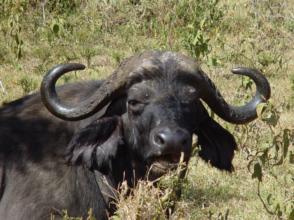 buffalo.closeup.aberdares.peron
