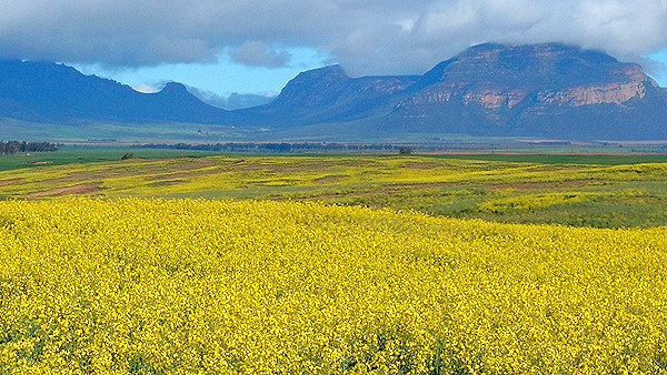 Cape Town – Flowers – EWT911 – by Jim Heck – 40307894_10161150452240352_4390120733074784256_n