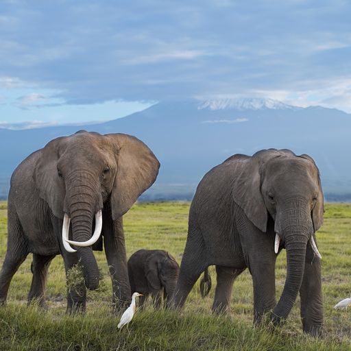 Elephants at Tortilis Camp – Amboseli – Elewana Tortilis Camp Image 2X9pqKk