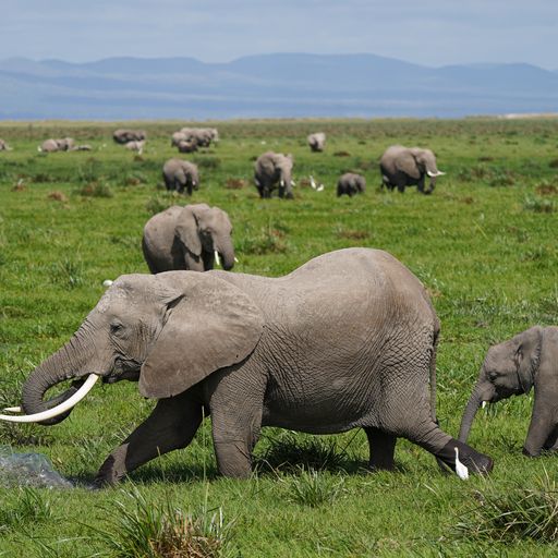 Many Elephants – Tortilis Camp – Amboseli – Elewana Tortilis Camp Image f5EWDsqM